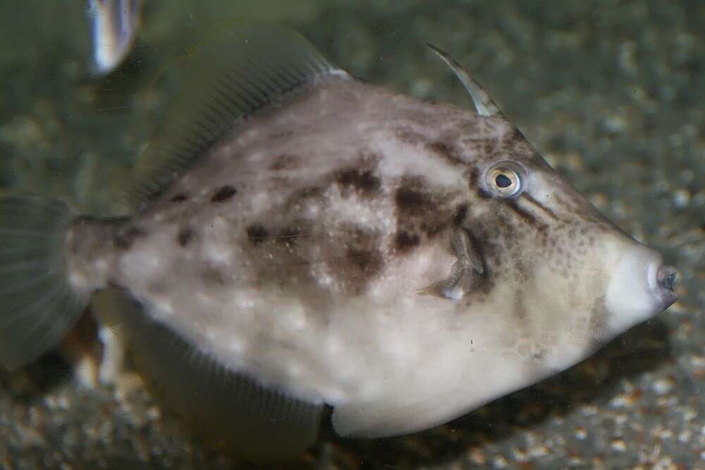 Image of Planehead Filefish