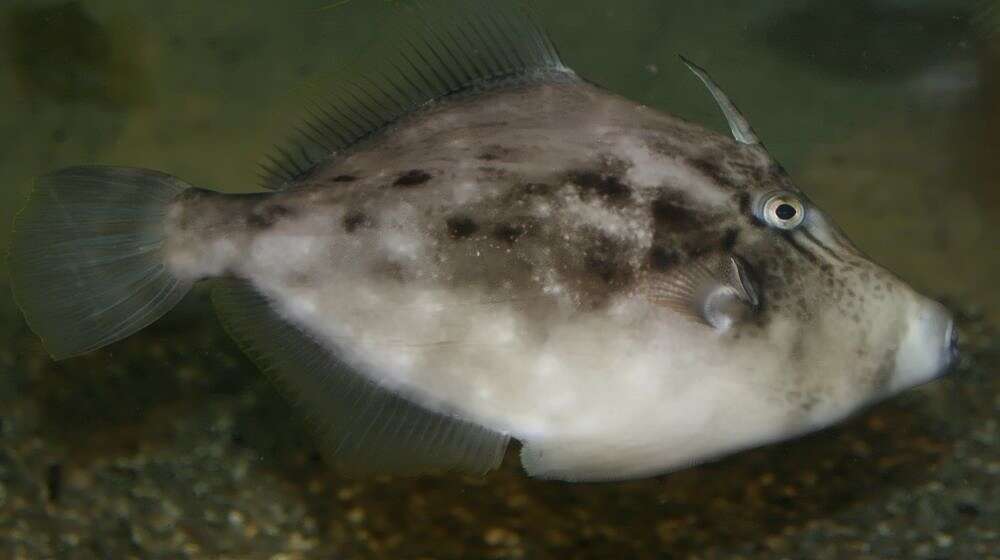 Image of Planehead Filefish