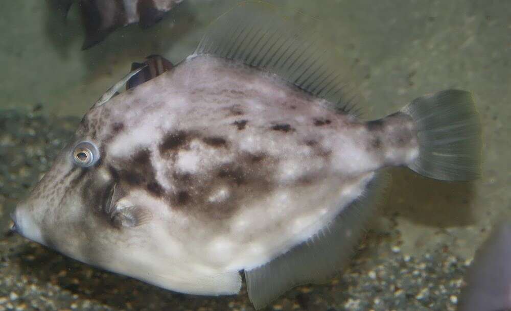 Image of Planehead Filefish