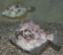 Image of Planehead Filefish