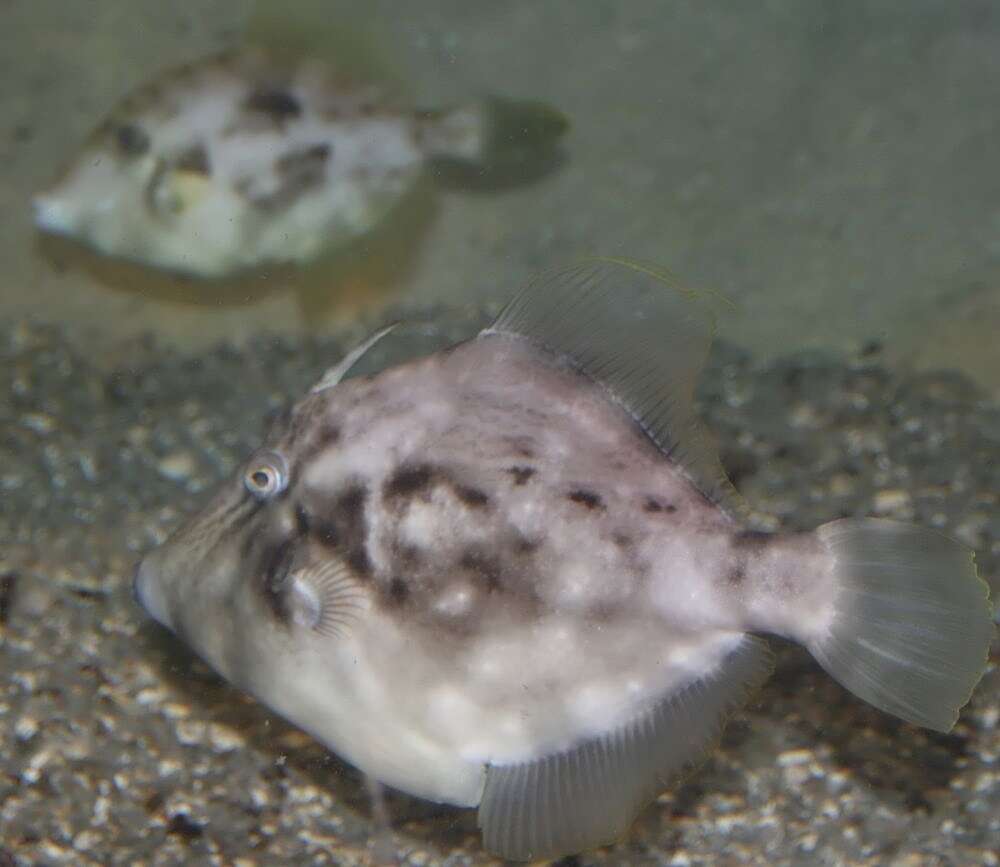 Image of Planehead Filefish