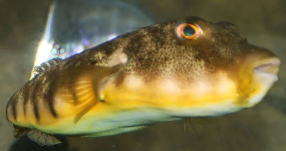Image of Northern Puffer