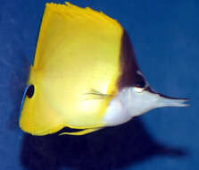 Image of Big long-nosed Butterflyfish