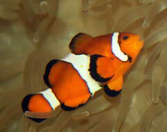 Image of Common clownfish