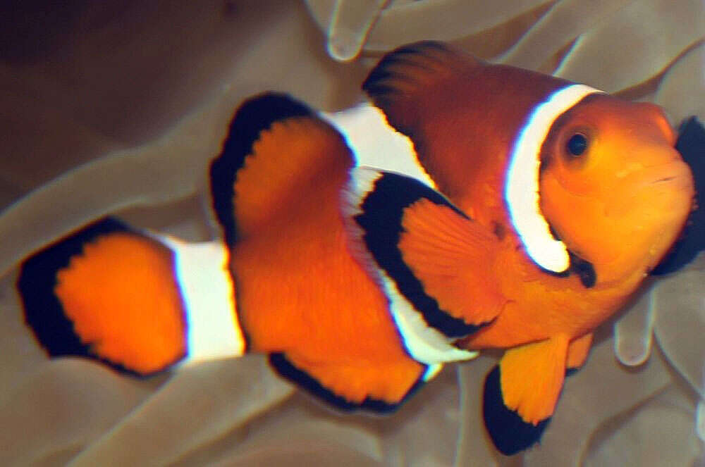 Image of Common clownfish