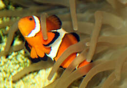 Imagem de Amphiprion ocellaris Cuvier 1830