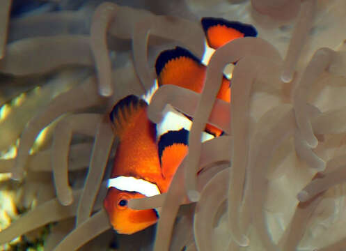 Imagem de Amphiprion ocellaris Cuvier 1830