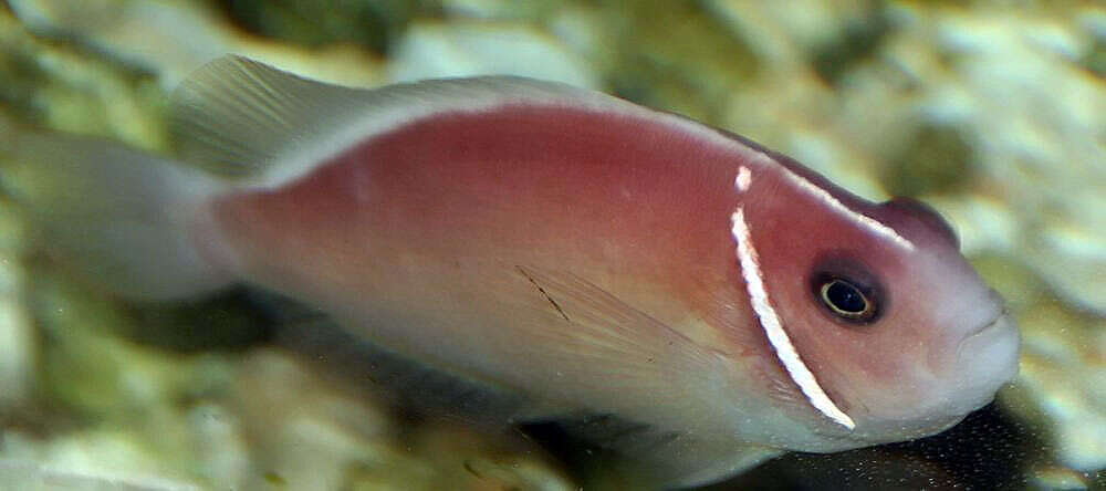 Image of Pink anemonefish