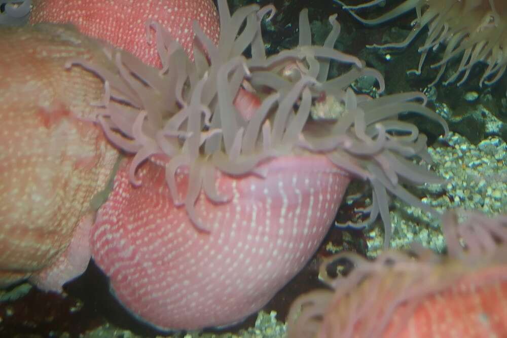 Image of Northern red anemone