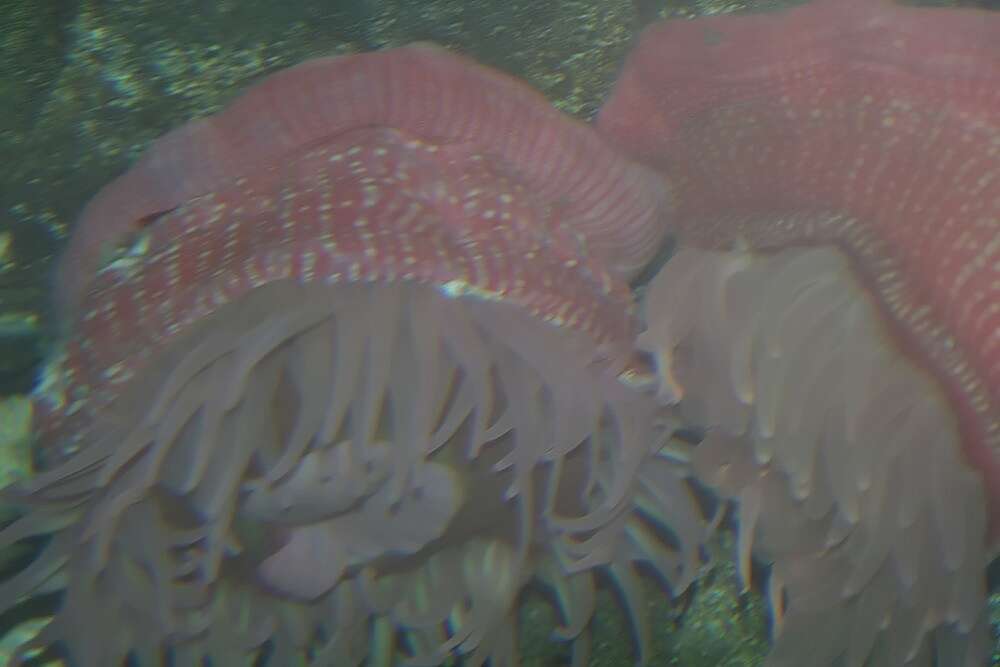 Image of Northern red anemone