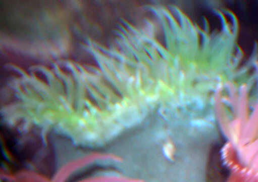 Image of giant green anemone