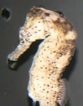 Image of Long-snout Seahorse