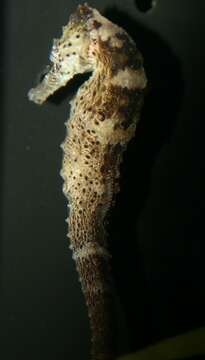 Image of Long-snout Seahorse