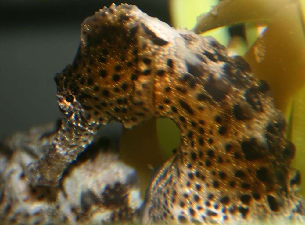 Image of Long-snout Seahorse