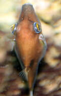 Image of Caribbean Sharpnose-puffer