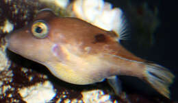 Image of Caribbean Sharpnose-puffer