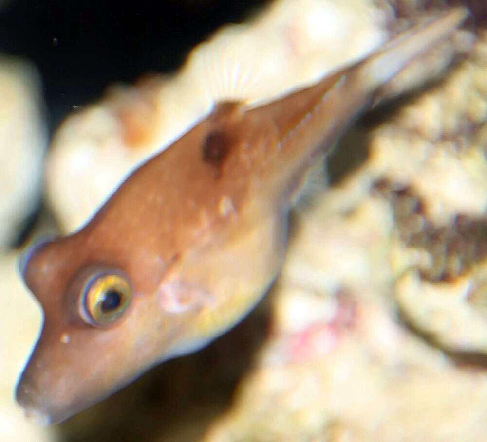 Image of Caribbean Sharpnose-puffer