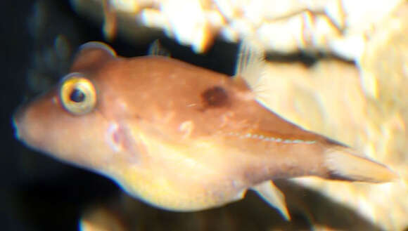 Image of Caribbean Sharpnose-puffer