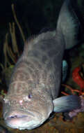 Image of Nassau Grouper