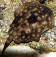 Image of Yellow Stingray