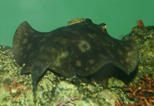 Image of Yellow Stingray