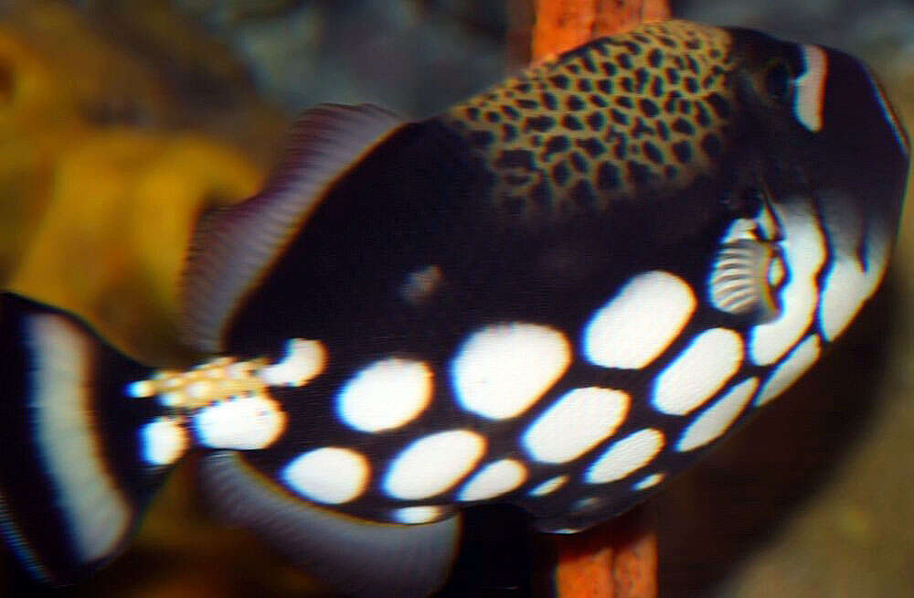 Image of clown triggerfish