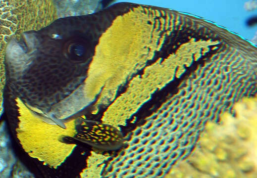 Image of Halfmoon Butterflyfish