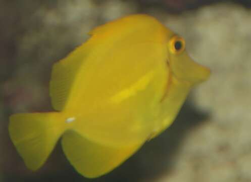 Image of Lemon Sailfin