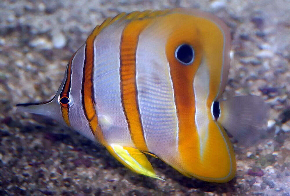 Image of Banded Longsnout Butterflyfish