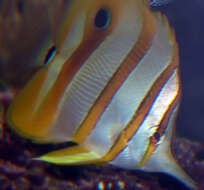 Image of Banded Longsnout Butterflyfish