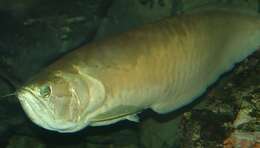 Image of silver arowana