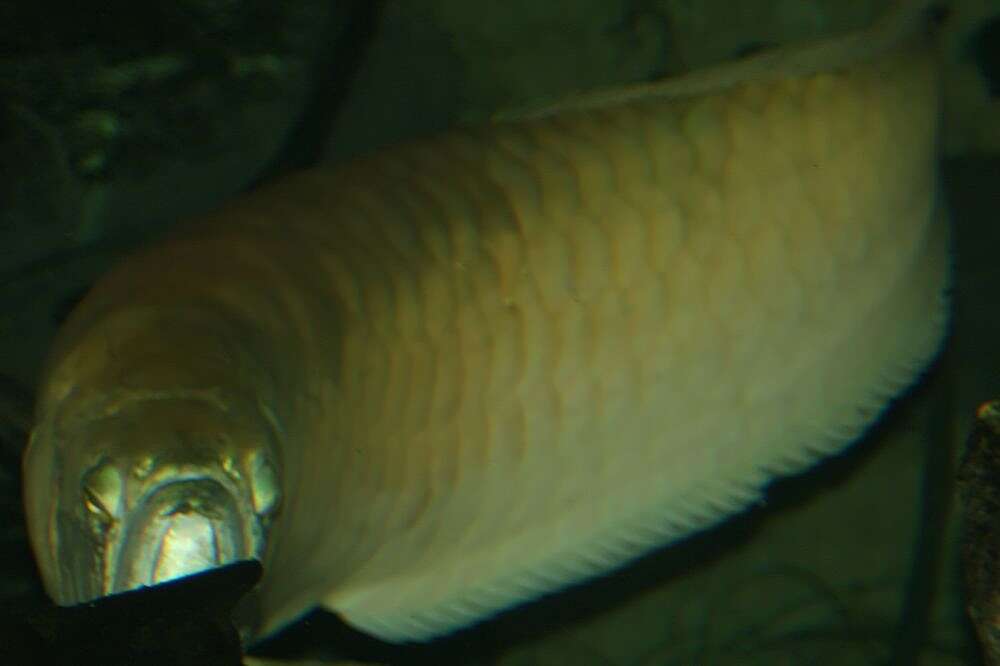 Image of silver arowana