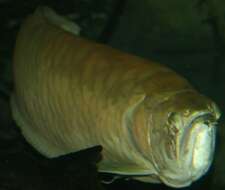 Image of silver arowana