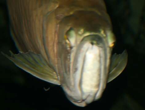 Image of silver arowana