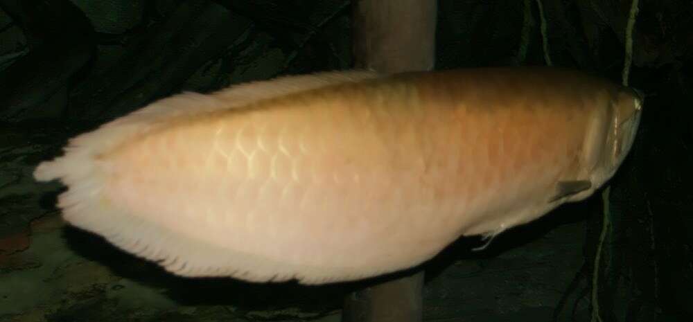 Image of silver arowana