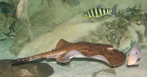 Image of Ocellate River Stingray