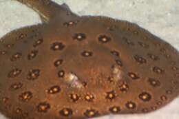 Image of Ocellate River Stingray