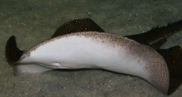 Image of Ocellate River Stingray