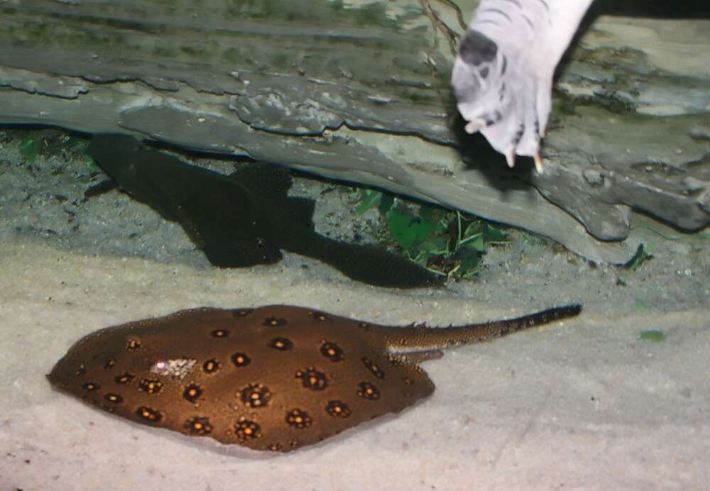 Image of Ocellate River Stingray