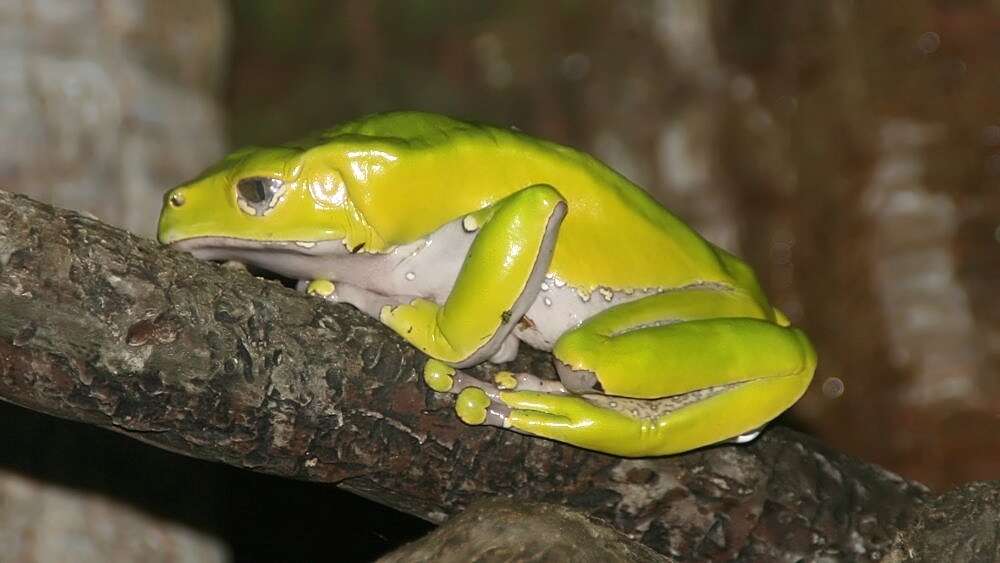 Image of Giant leaf frog