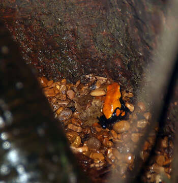 Image of Splashback Poison Frog