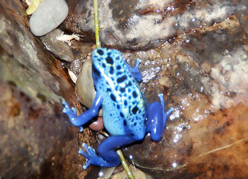 Image of Dendrobates azureus