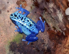 Image of Dendrobates azureus