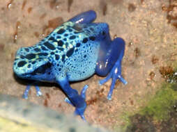 Image of Dendrobates azureus