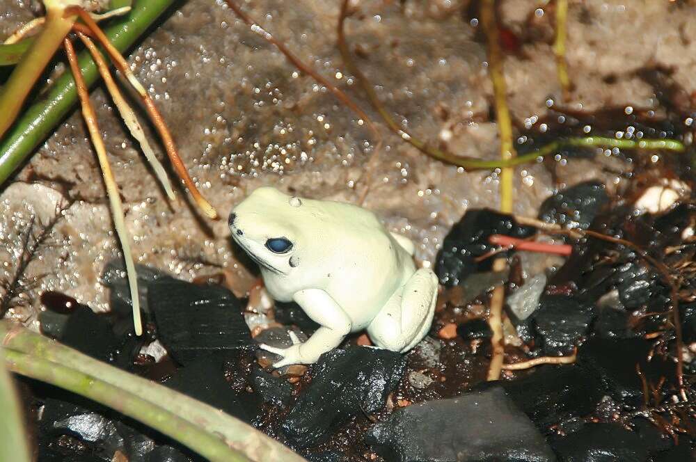 Image of Golden Poison Frog