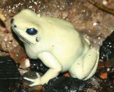 Image of Golden Poison Frog