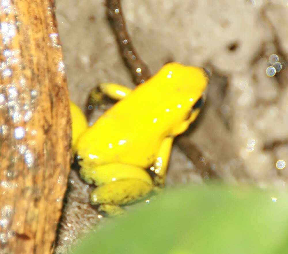 Image of Black-legged Poison Frog