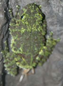 Image of Tonkin Bug-eyed Frog