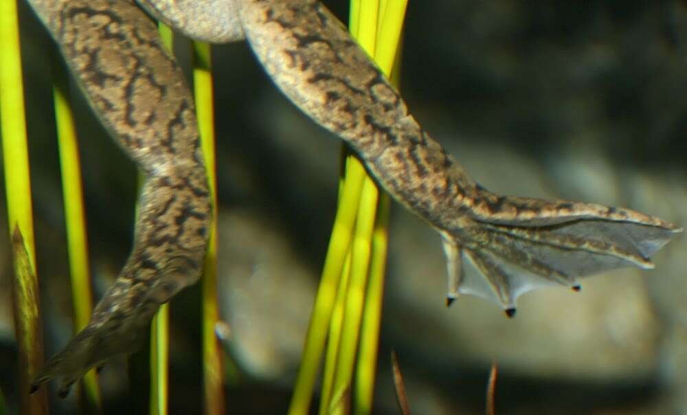 Image of African clawed frog