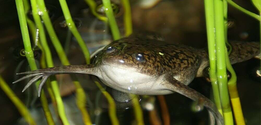 Image of African clawed frog